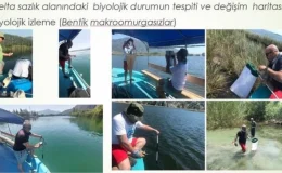 Dalyan’da Sazlık Kaybı ve Çevre Tehdit Altında