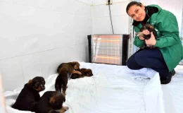 Mersin Büyükşehir Belediyesi Sokak Hayvanlarına Destek Veriyor