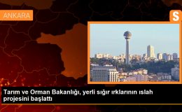 Tarım ve Orman Bakanlığı, yerli sığır ırklarının ıslahı için proje başlattı