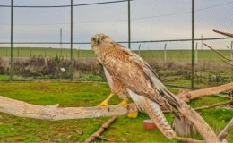 Diyarbakır’da yaralı yaban hayvanları tedavi edilerek doğaya salınıyor