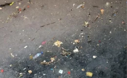 Marmara Denizi’nde Binlerce Denizanası Görüntülendi