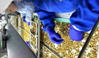 Türkiye’nin organik ürün ihracatı 1 milyar doları aştı