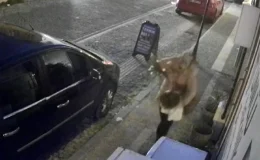 Aydın’da Süs Bitkisi Hırsızlığı