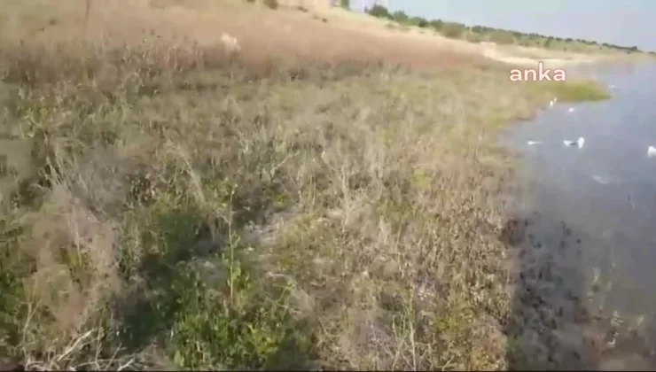 Elazığ’da Keban Baraj Gölü’nde Martı Ölümleri Endişe Yaratıyor