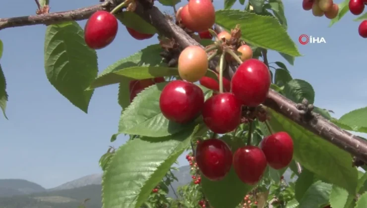 Manisa’da Kuzey Yarımkürenin İlk Kiraz Hasadı Yapıldı