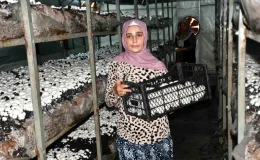 Şanlıurfa’da Siverekli kadın girişimci mantar yetiştiriyor